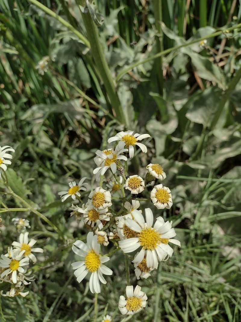 Senecio bonariensis photo 2
