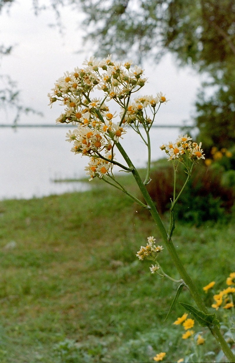 Senecio bonariensis photo 3