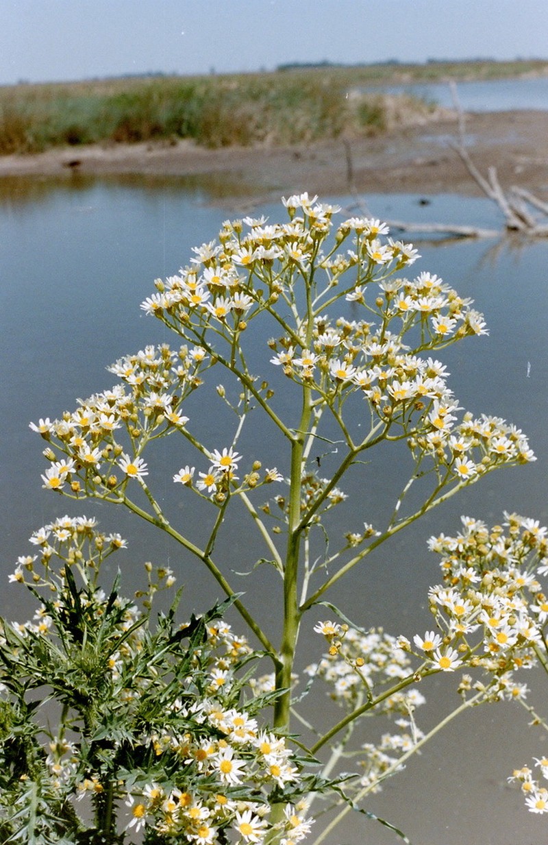 Senecio bonariensis photo 4
