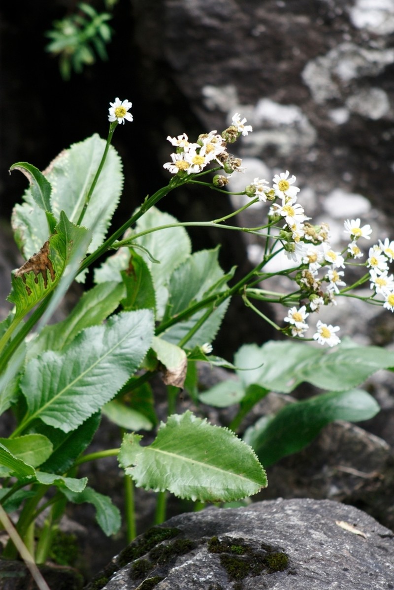 Senecio bonariensis photo 5