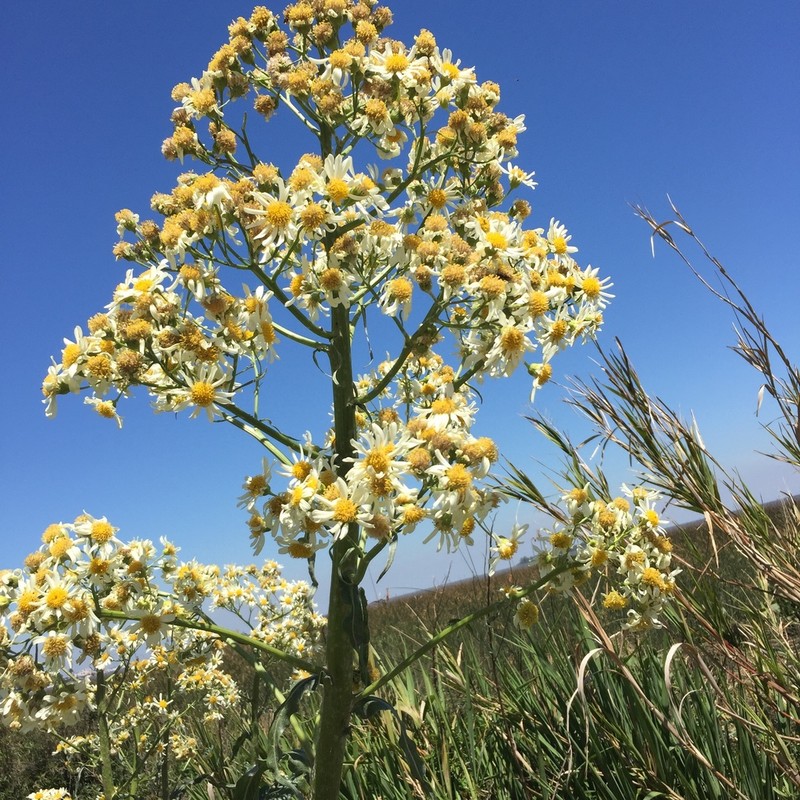 Senecio bonariensis photo 6