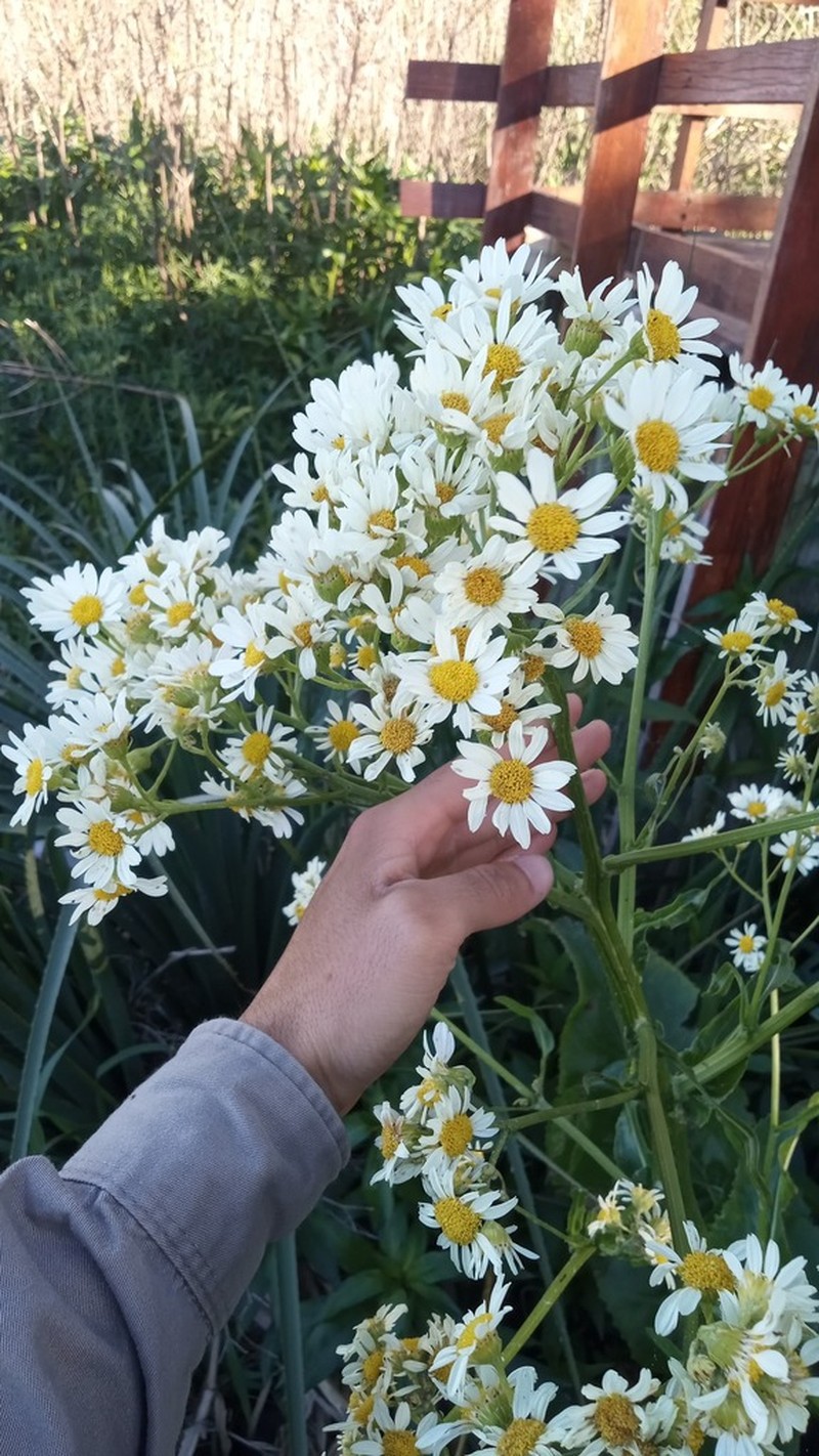 Senecio bonariensis photo 7