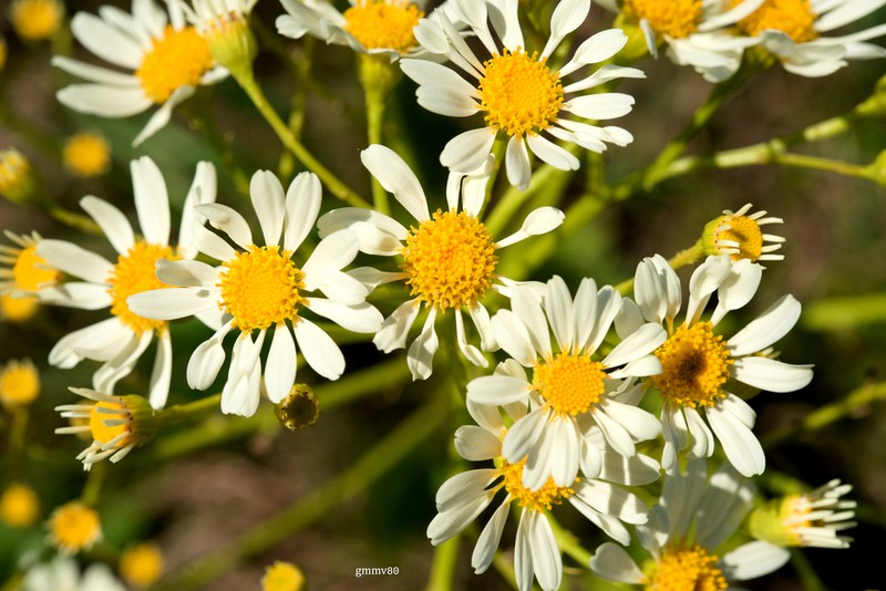 Senecio bonariensis photo 8