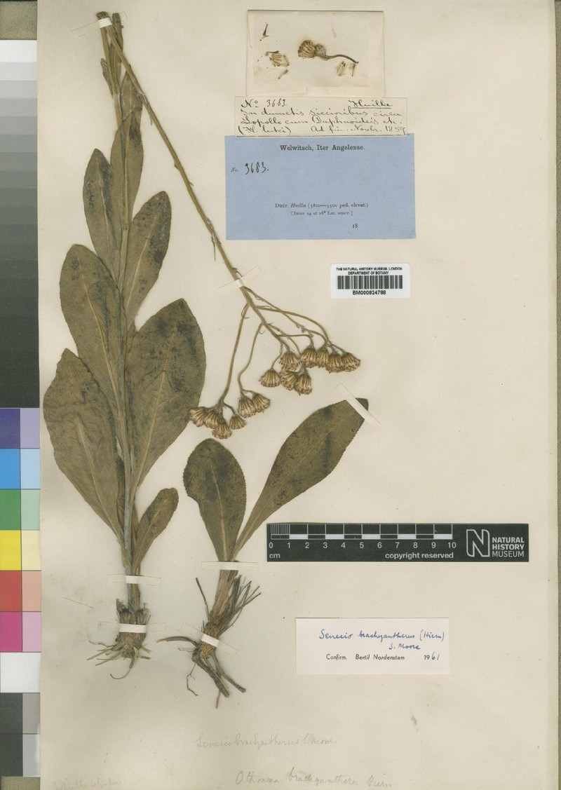 Senecio brachyantherus