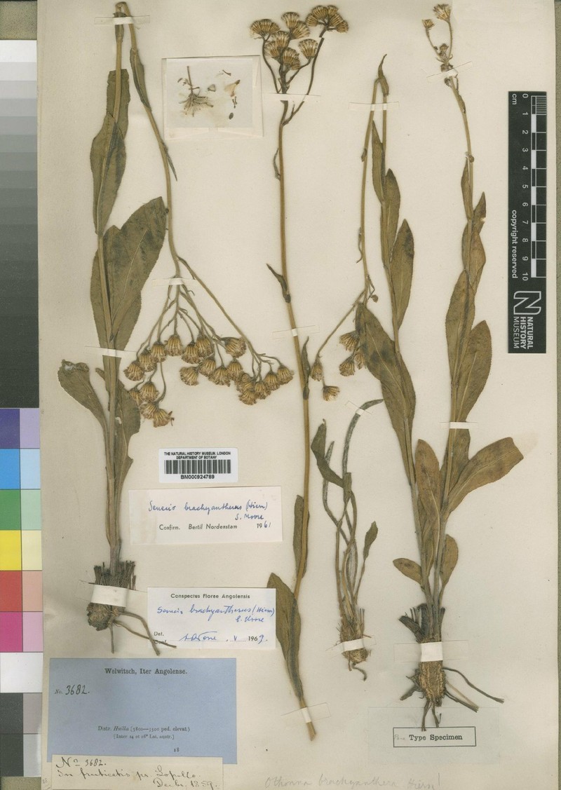 Senecio brachyantherus photo 2