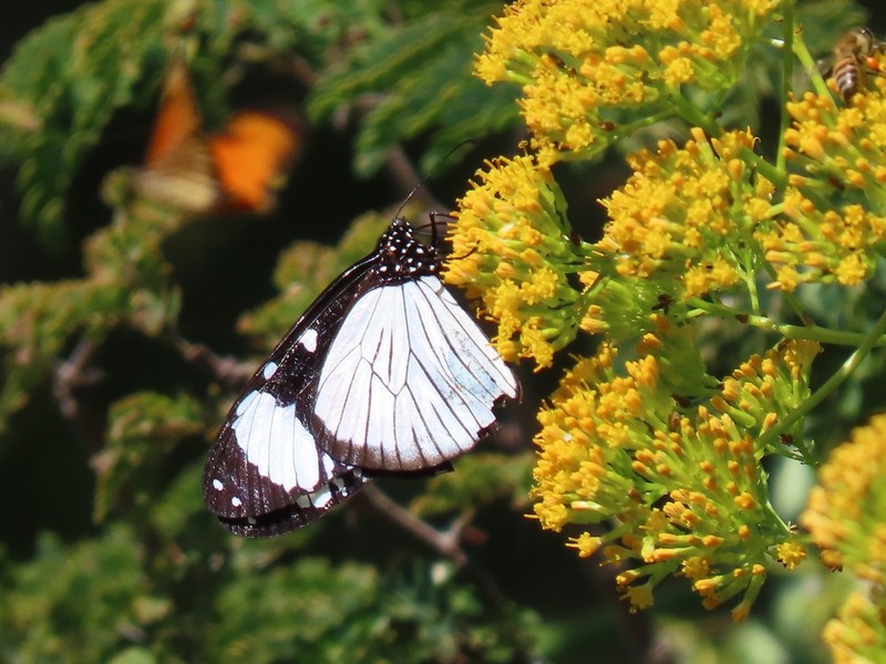 Senecio brachypodus