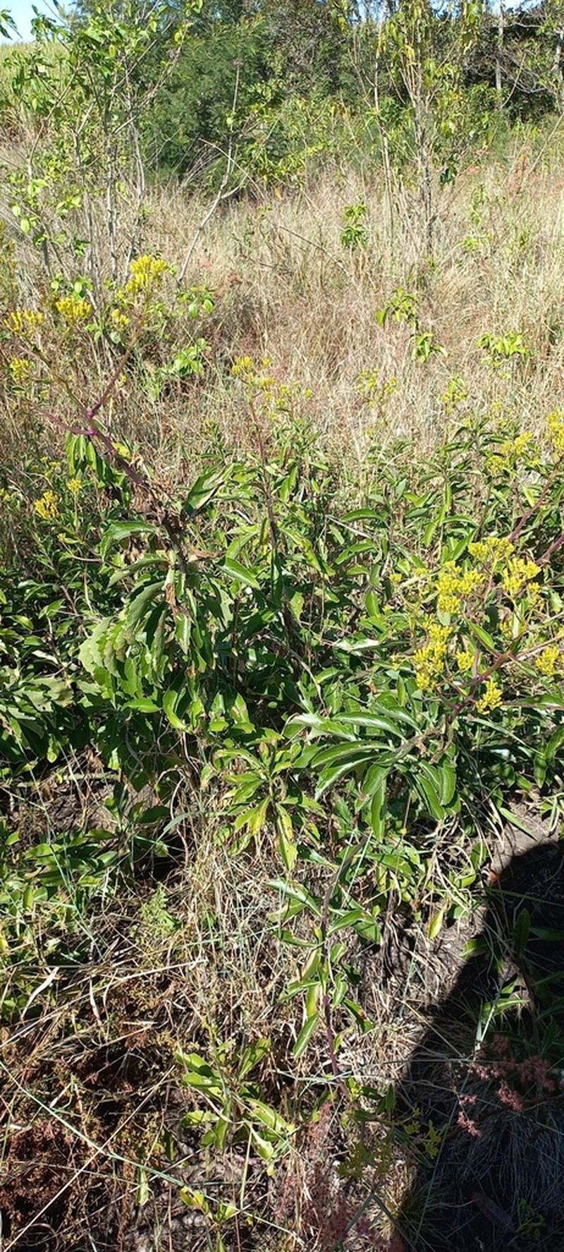 Senecio brachypodus photo 2