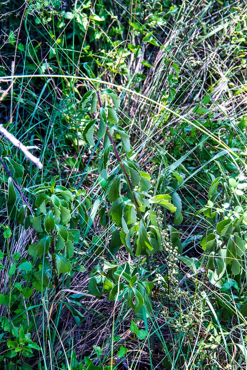 Senecio brachypodus photo 4