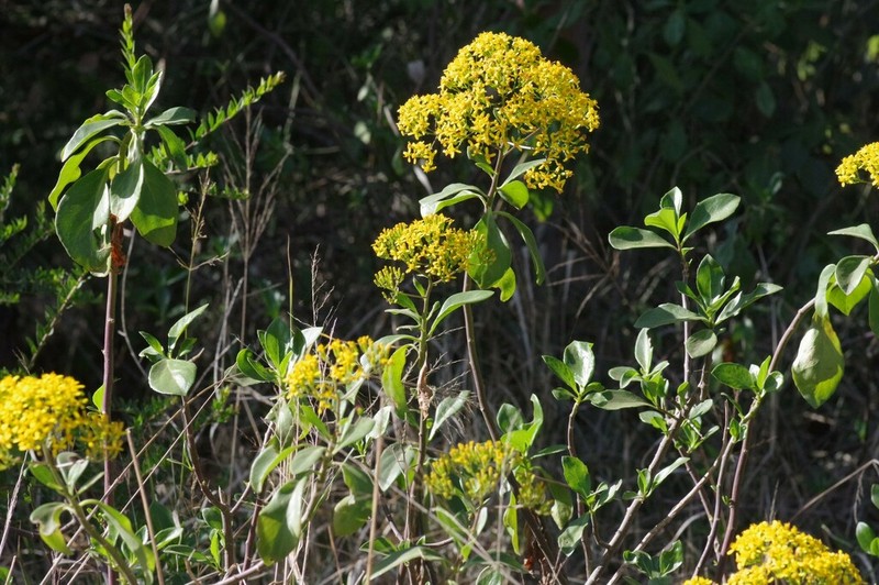 Senecio brachypodus photo 7