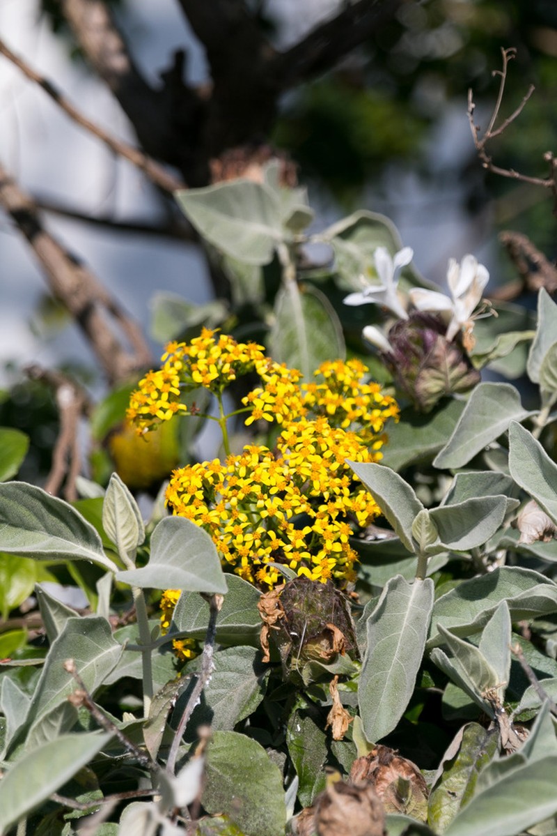 Senecio brachypodus photo 8