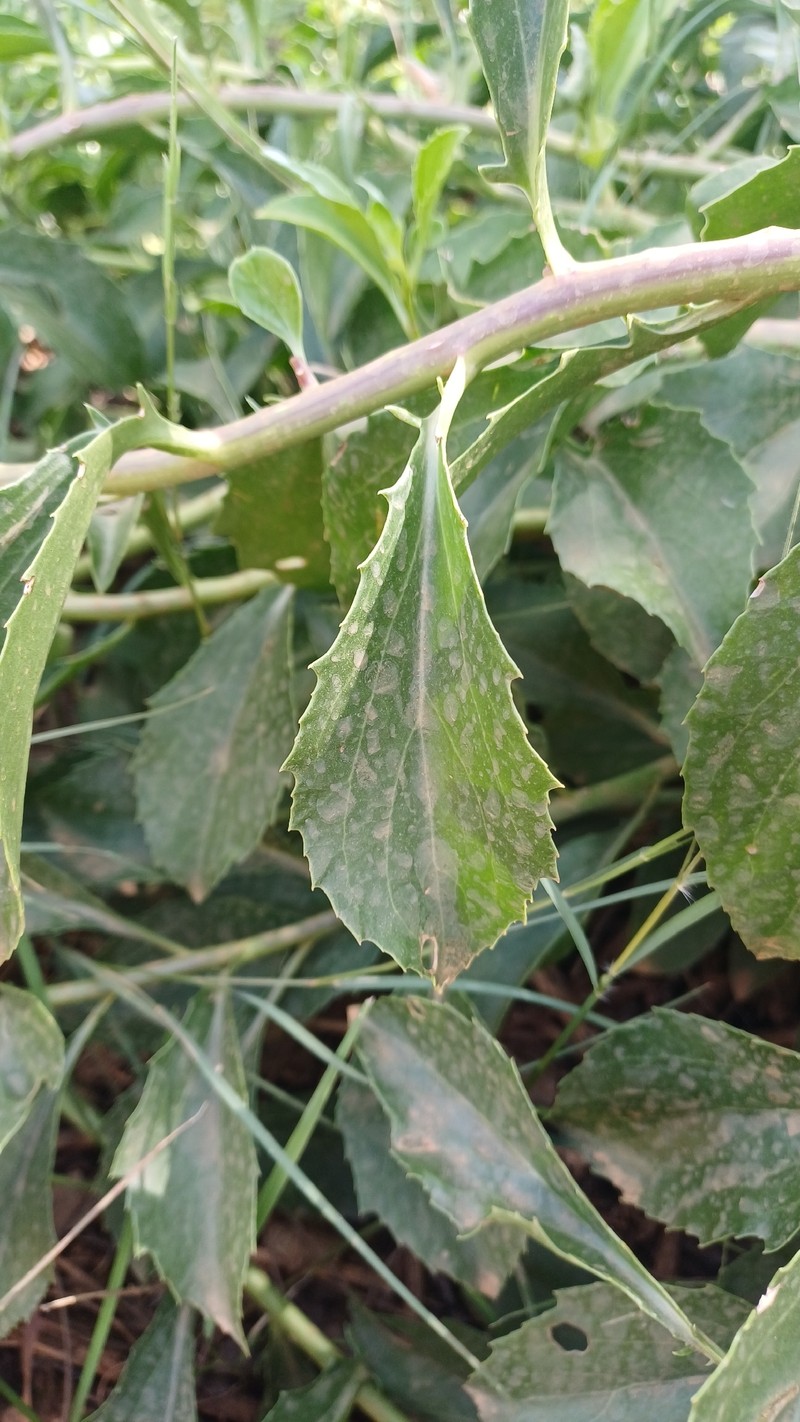 Senecio brachypodus var. pleistocephalus