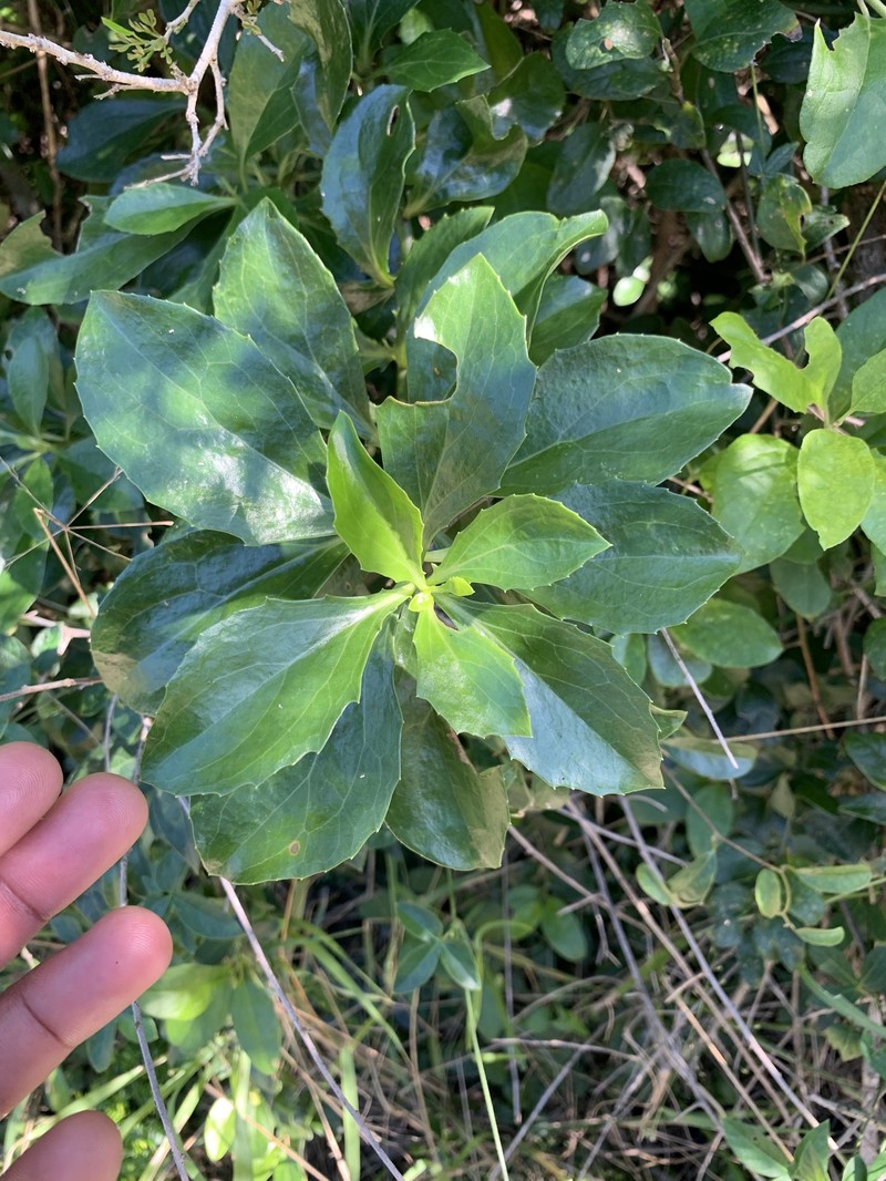 Senecio brachypodus var. pleistocephalus photo 2