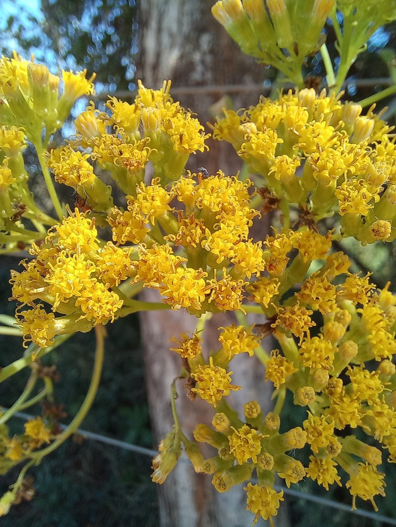 Senecio brachypodus var. pleistocephalus photo 3