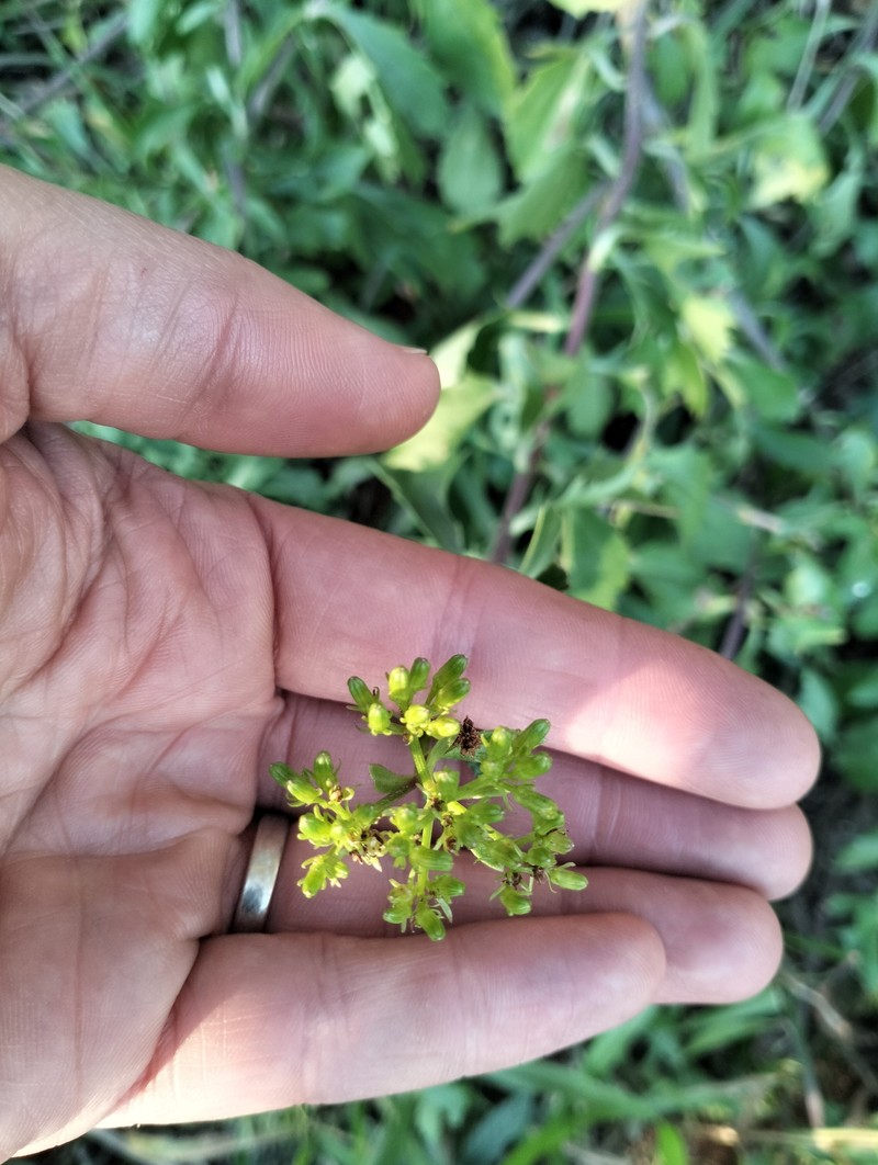 Senecio brachypodus var. pleistocephalus photo 4