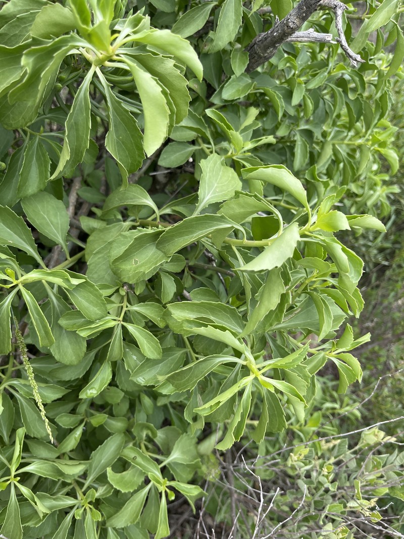 Senecio brachypodus var. pleistocephalus photo 5