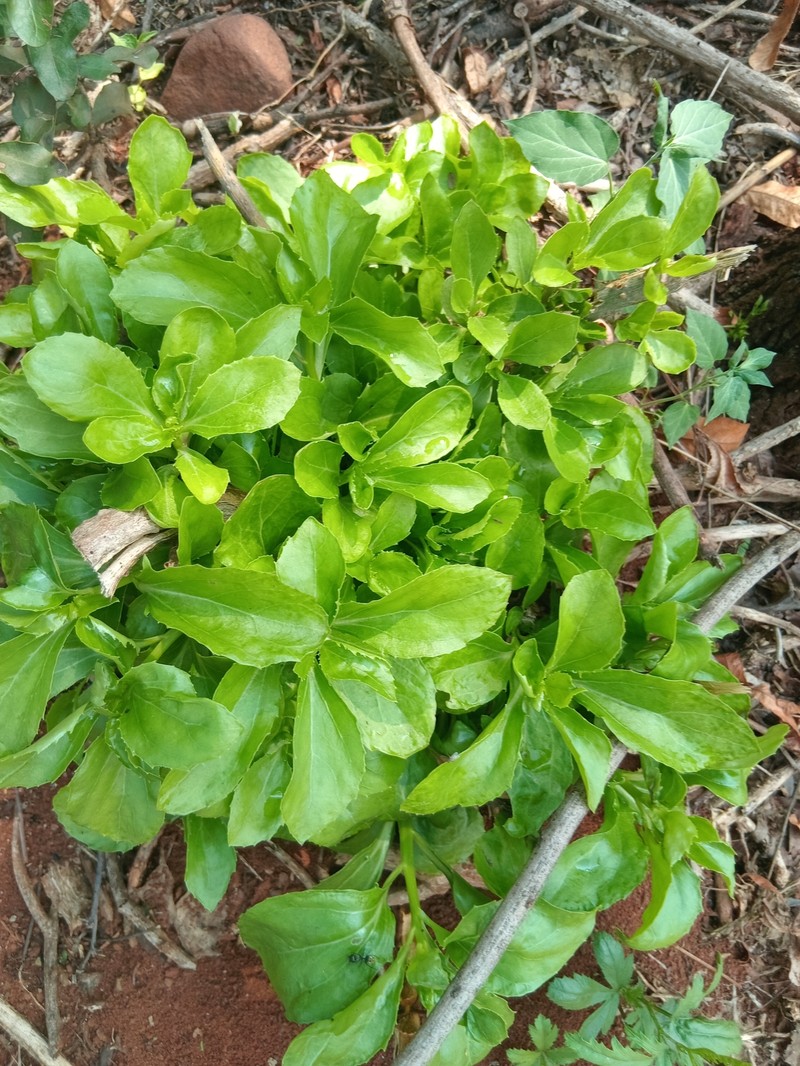 Senecio brachypodus var. pleistocephalus photo 7