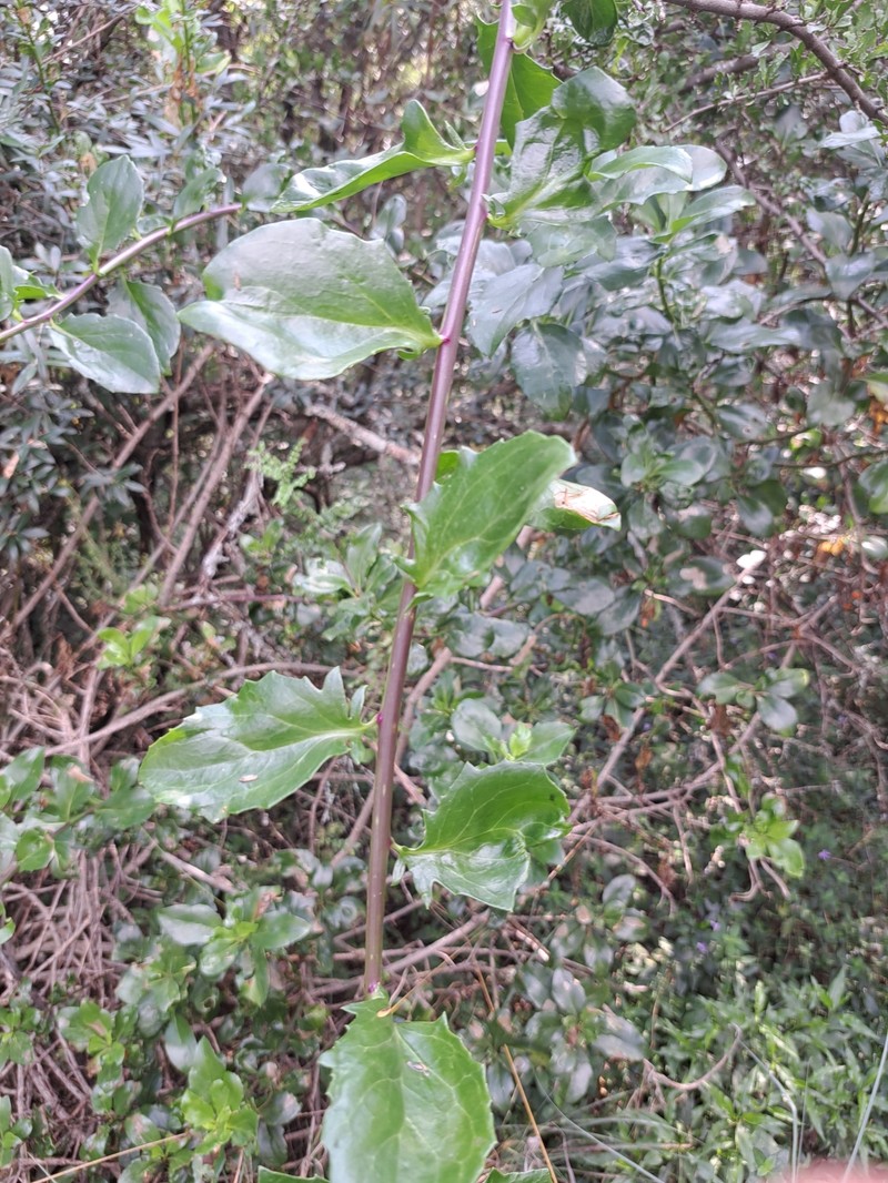 Senecio brachypodus var. pleistocephalus photo 8
