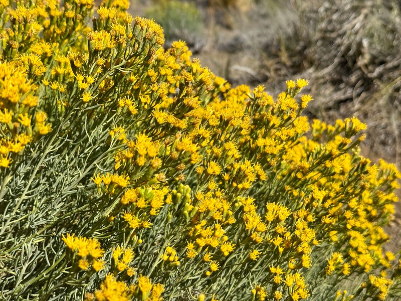 Senecio bracteolatus photo 2