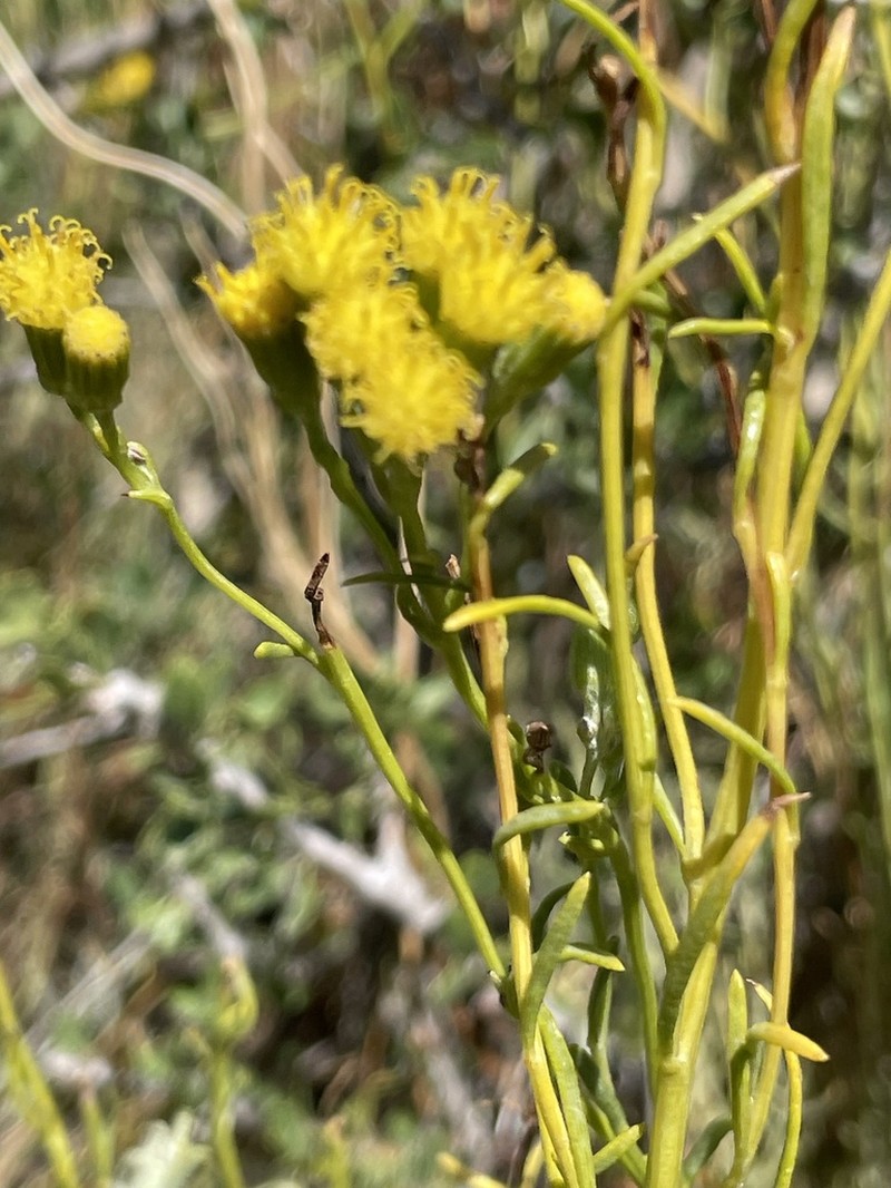 Senecio bracteolatus photo 3