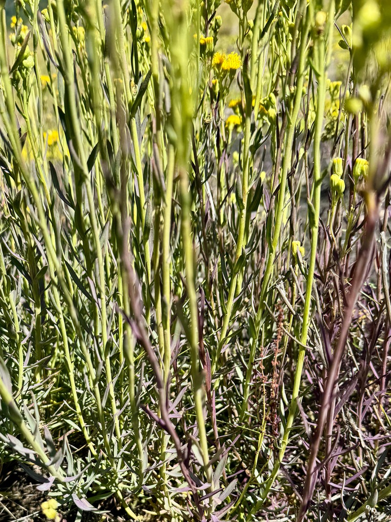 Senecio bracteolatus photo 4