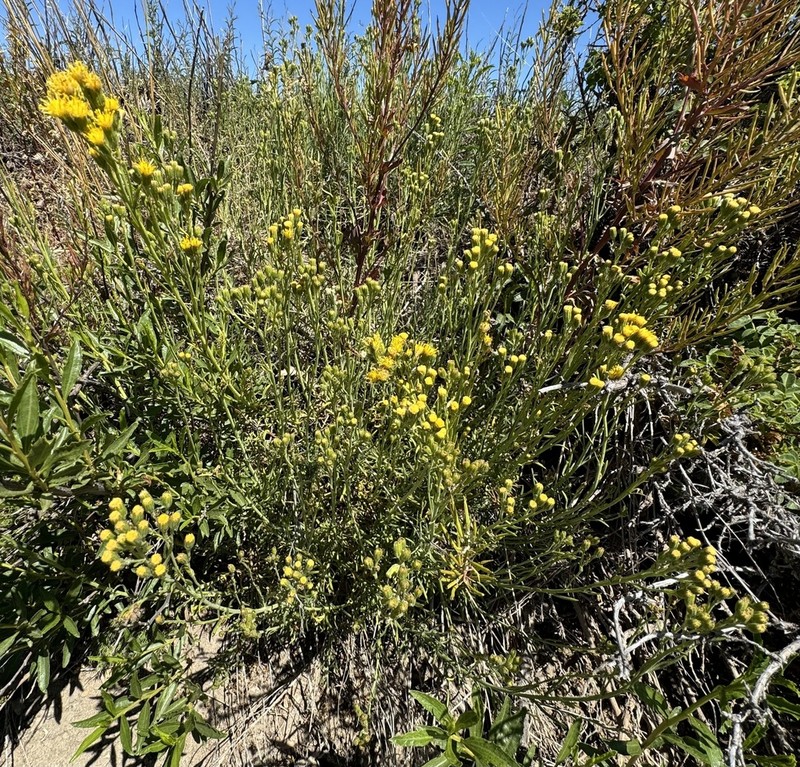 Senecio bracteolatus photo 5