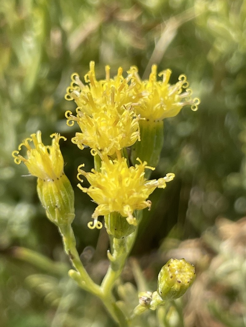 Senecio bracteolatus photo 6
