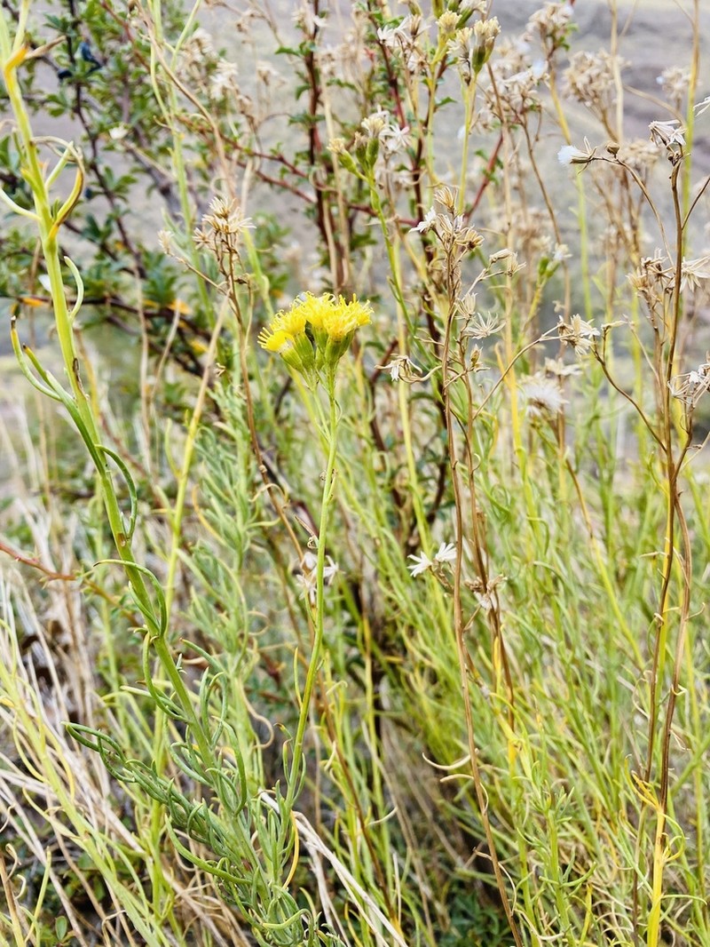 Senecio bracteolatus photo 7
