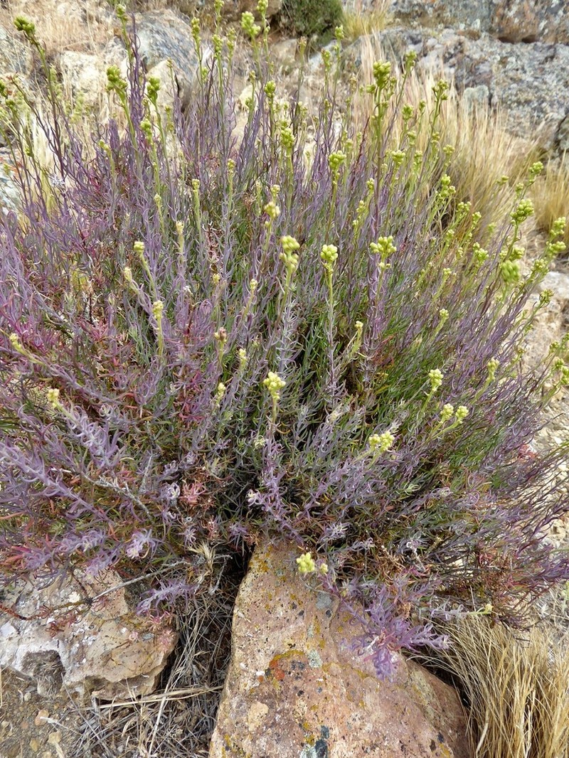 Senecio bracteolatus photo 8