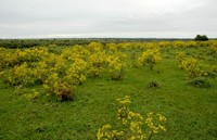 Senecio brasiliensis