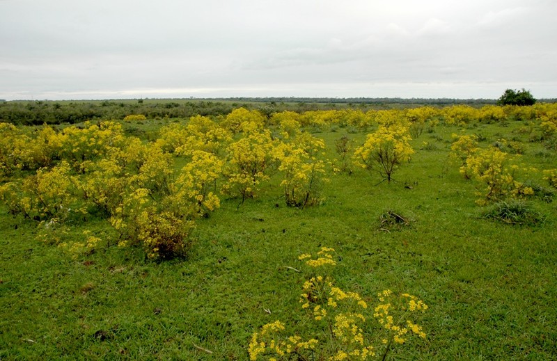 Senecio brasiliensis
