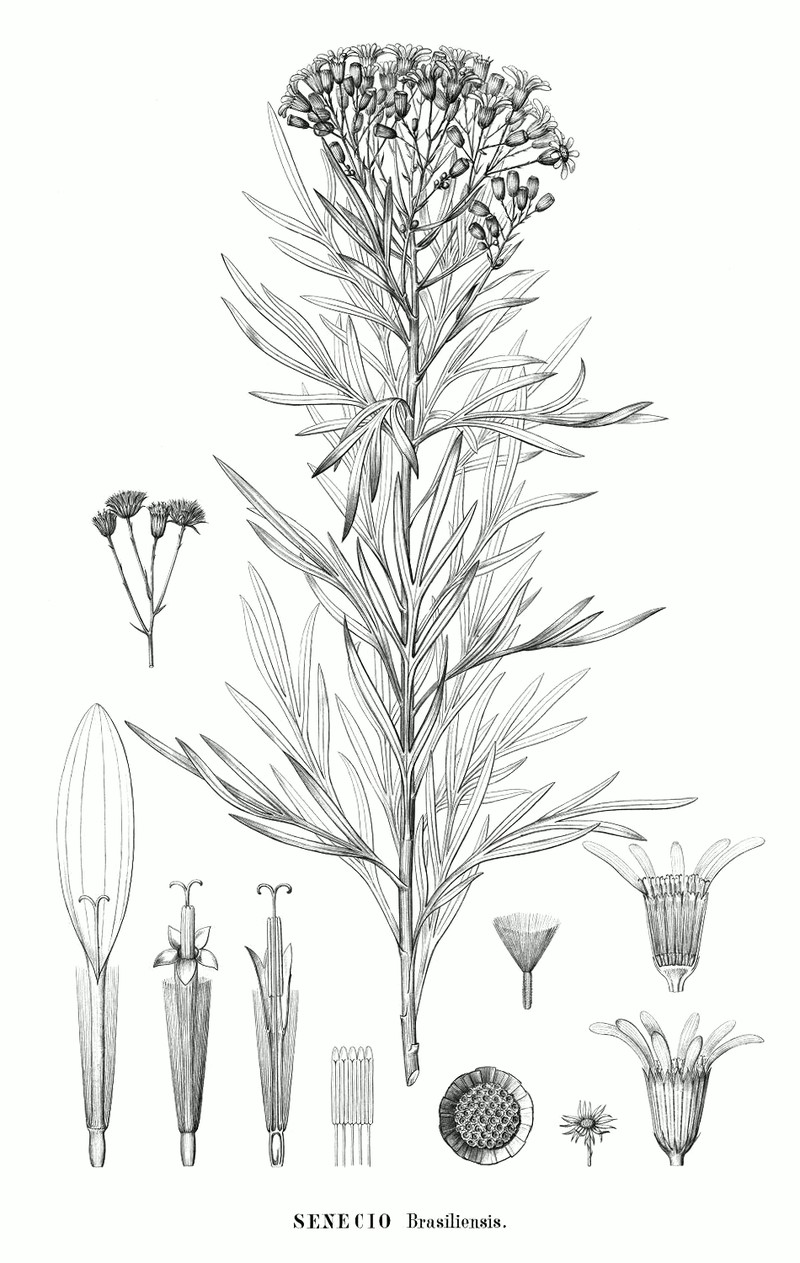 Senecio brasiliensis photo 2