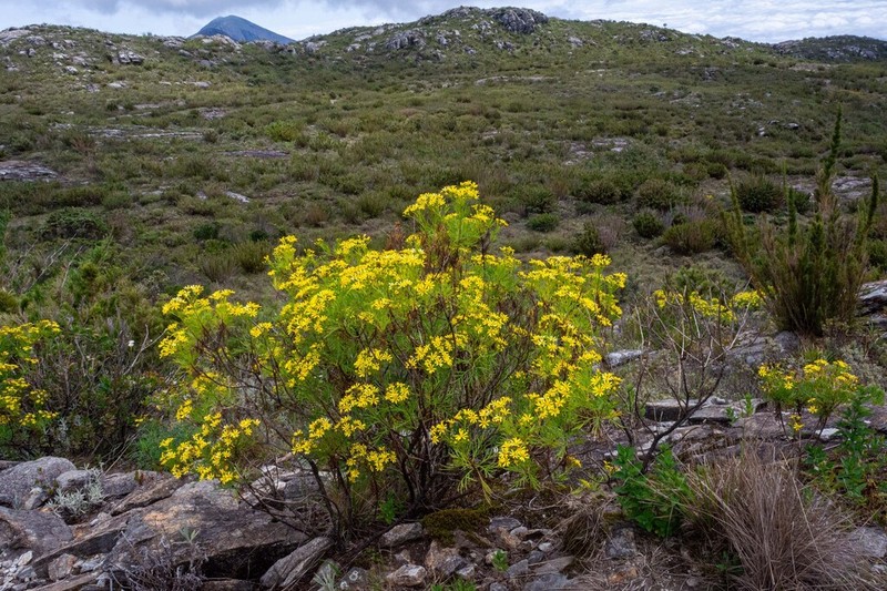 Senecio brasiliensis photo 3