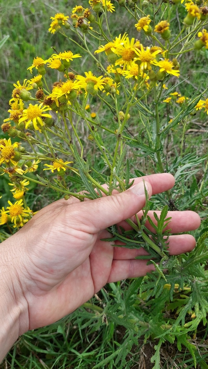 Senecio brasiliensis photo 4