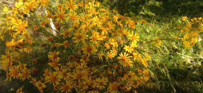 Senecio brasiliensis photo 5