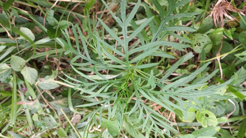 Senecio brasiliensis photo 6