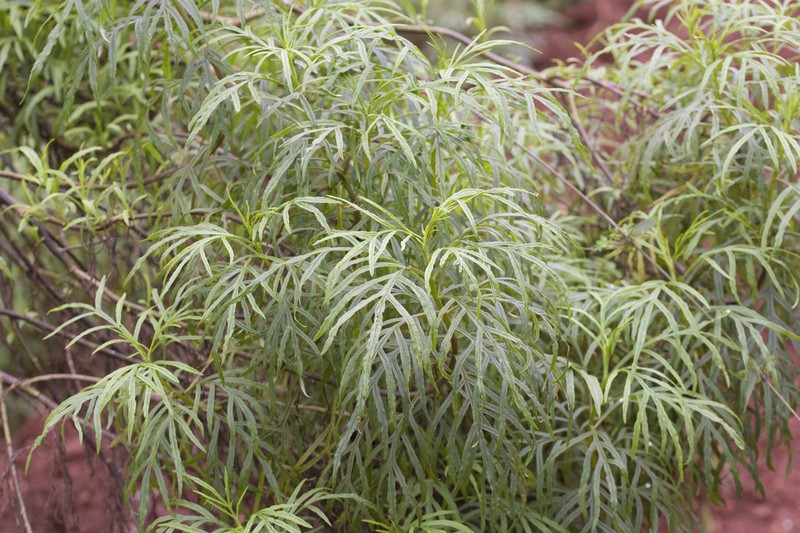 Senecio brasiliensis photo 7