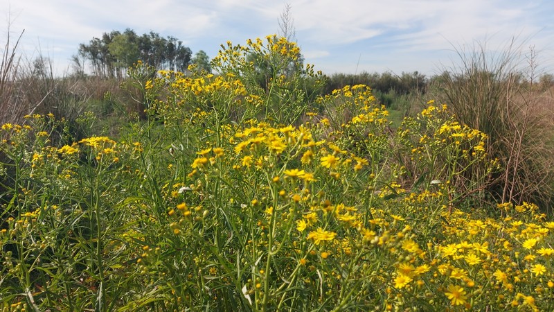 Hempleaf Ragwort