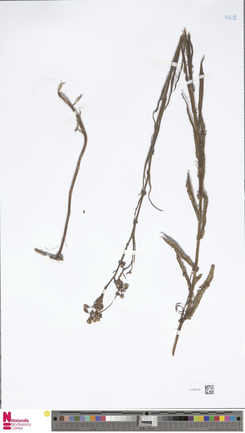 Senecio brassii