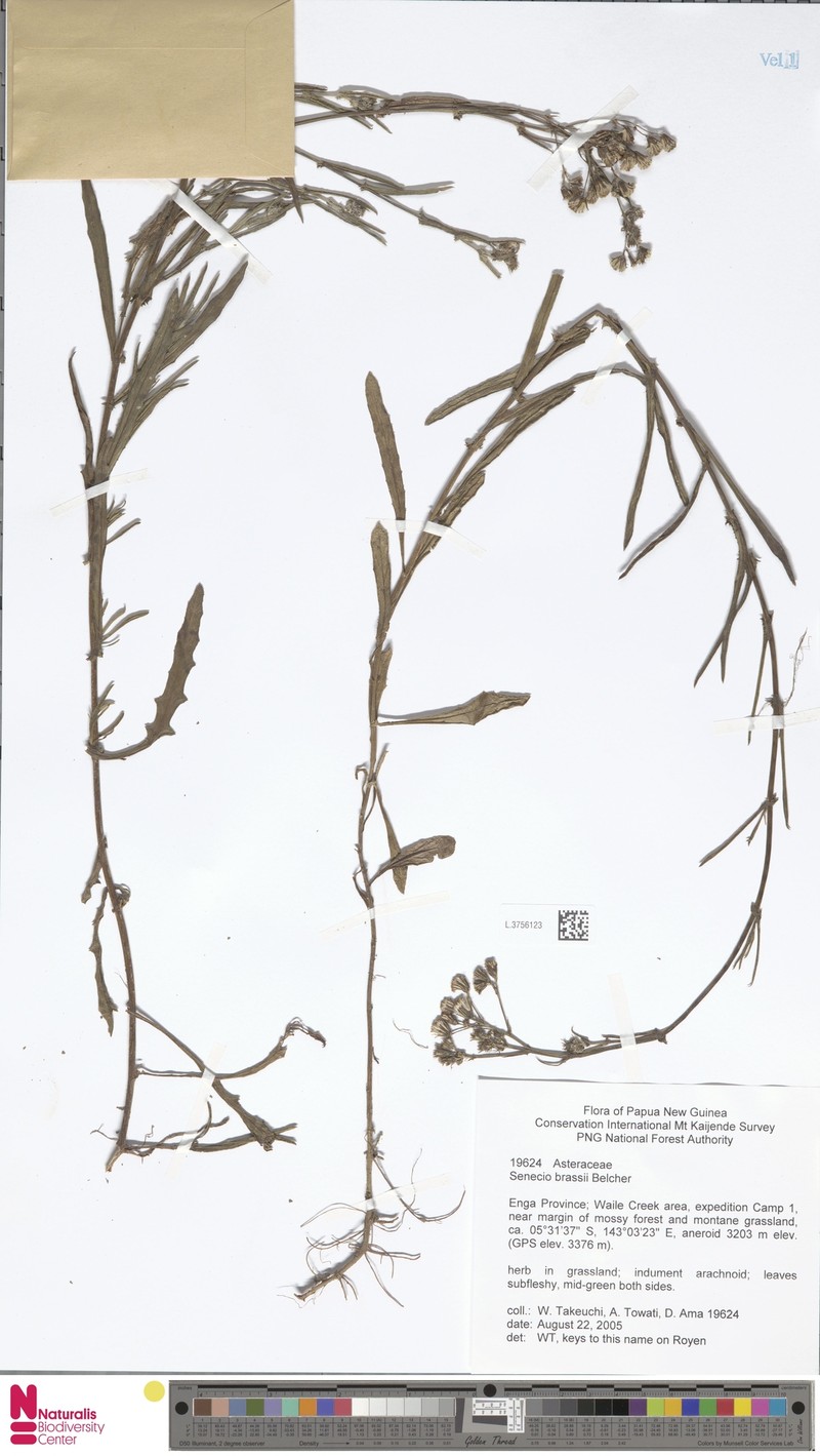 Senecio brassii photo 2