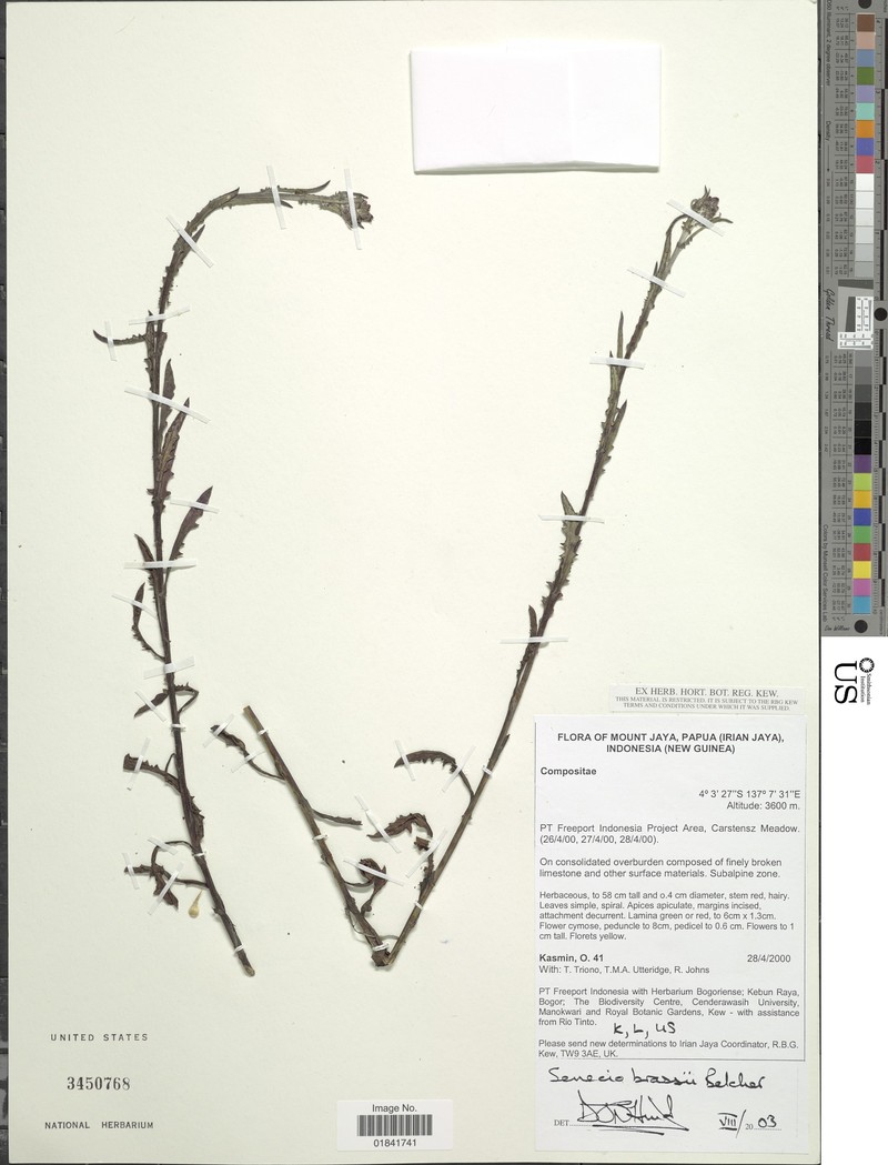 Senecio brassii photo 3
