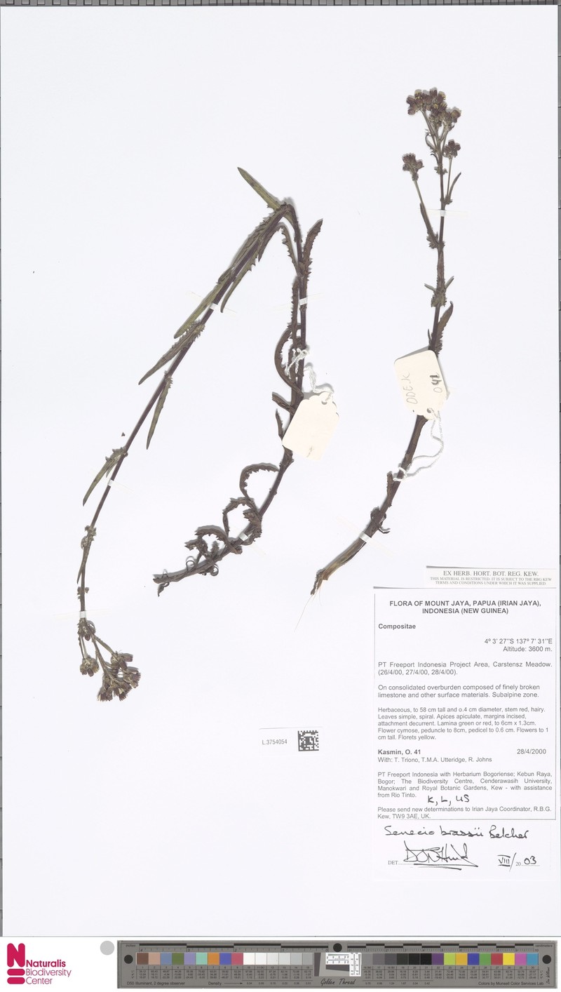Senecio brassii photo 4
