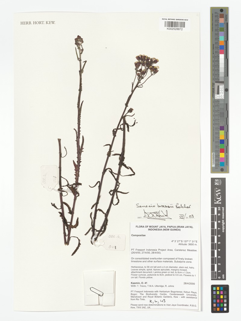 Senecio brassii photo 5