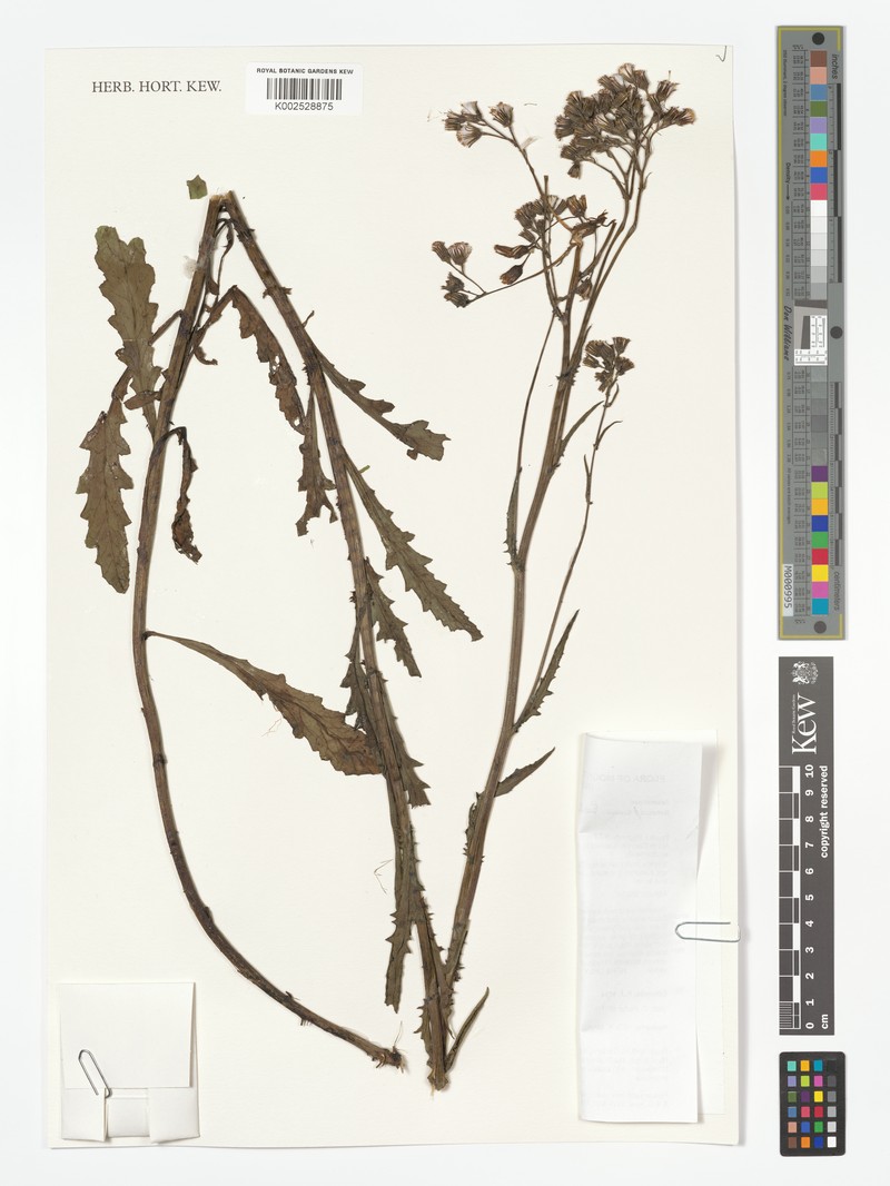 Senecio brassii photo 7