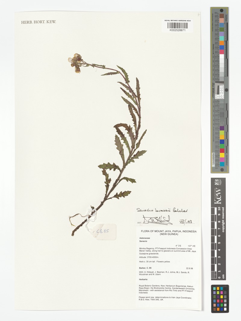 Senecio brassii photo 8