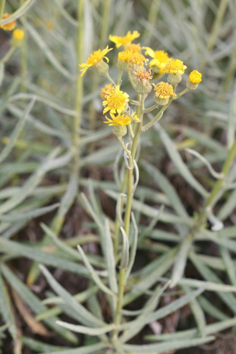 Senecio bravensis