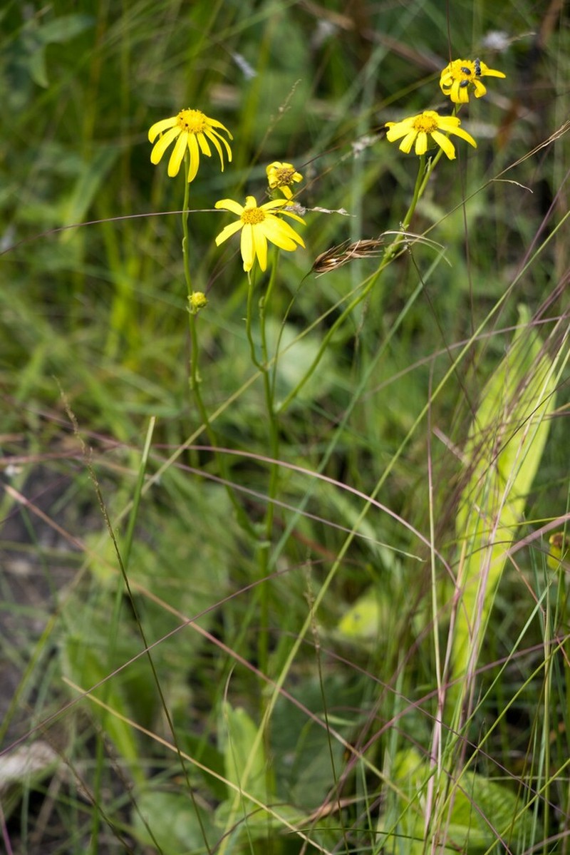 Senecio brevidentatus