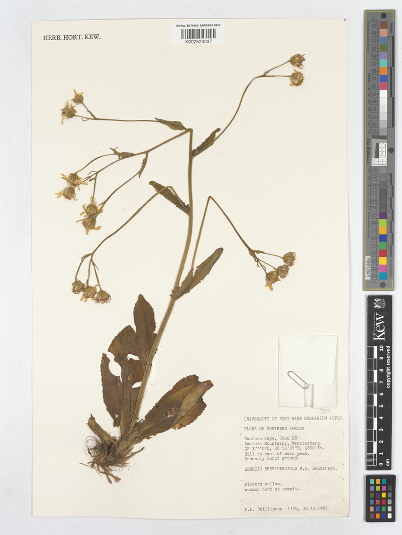 Senecio brevidentatus photo 4