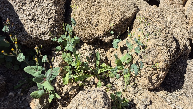 Senecio breviflorus photo 2
