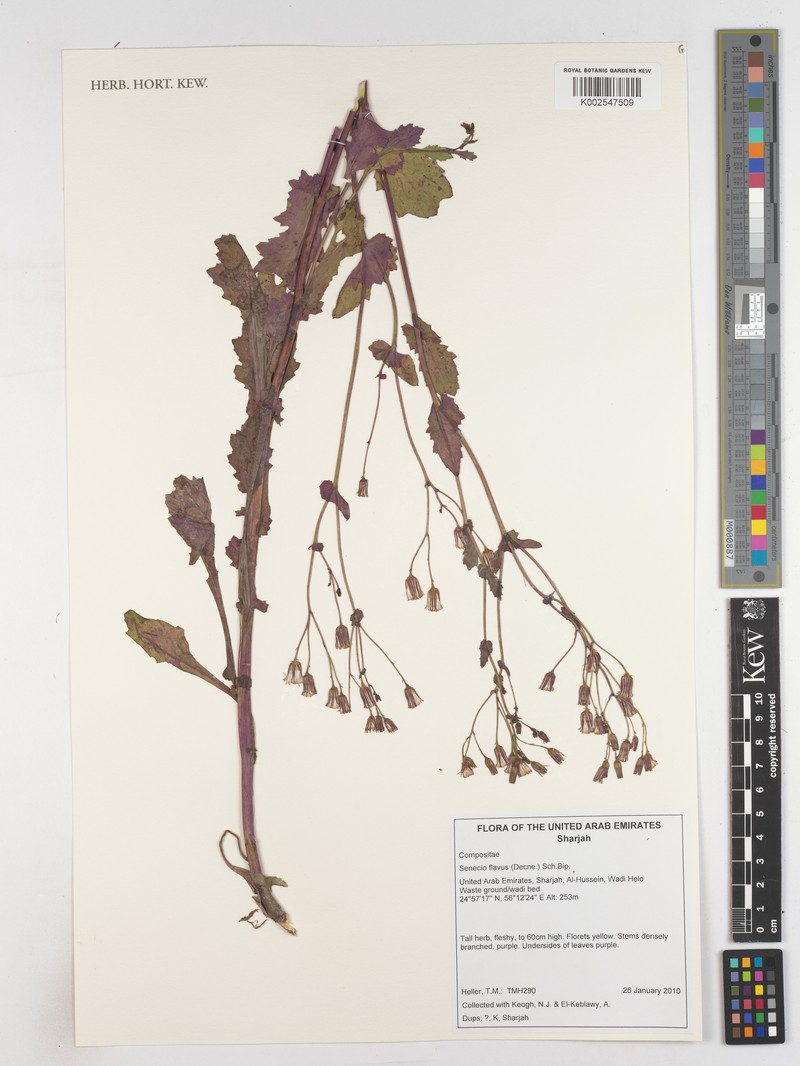 Senecio breviflorus photo 3