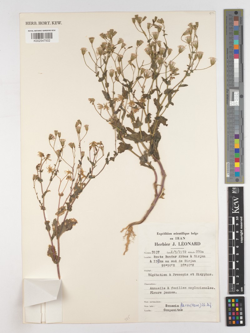 Senecio breviflorus photo 4